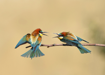 Bienenfresser (Merops apiaster) - © Erwin Mosshammer
